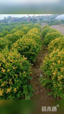 冠幅80厘米金森女贞球