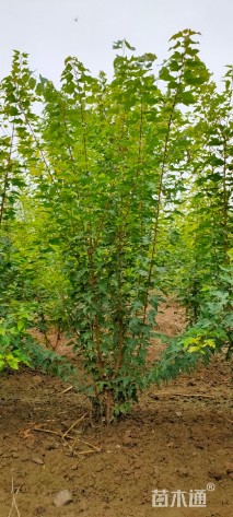 高度420厘米丛生茶条槭