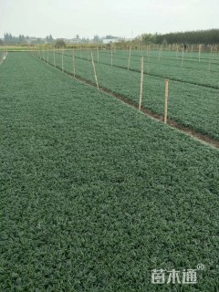 高度15厘米麦冬