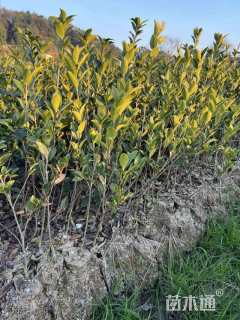 高度45厘米油茶小苗