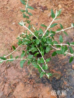 高度20厘米灌从石蚕