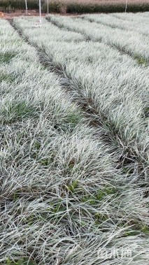 高度25厘米花叶燕麦冬