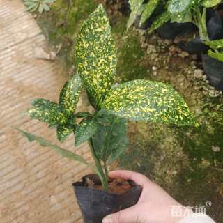 高度20厘米洒金珊瑚