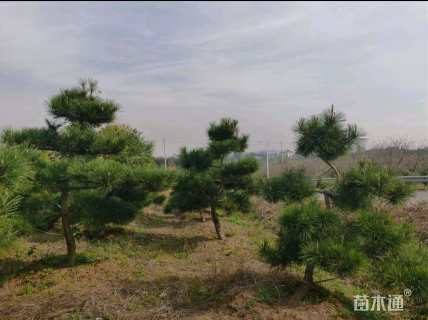 12公分造型黑松