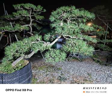 13公分造型黑松