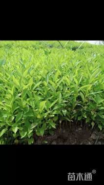 高度120厘米连翘