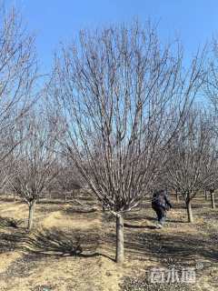 17公分绚丽海棠