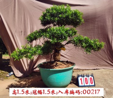 造型罗汉松