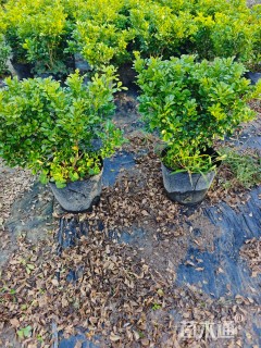 高度30厘米米兰