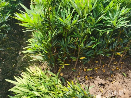 高度40厘米狭叶十大功劳小苗