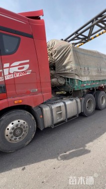 高度15厘米虞美人