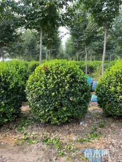 冠幅80厘米大叶黄杨球