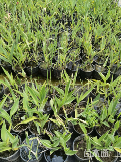 高度30厘米美人蕉