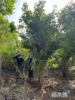 高度150厘米丛生金银木