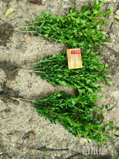 高度30厘米小叶黄杨