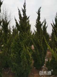 高度40厘米龙柏