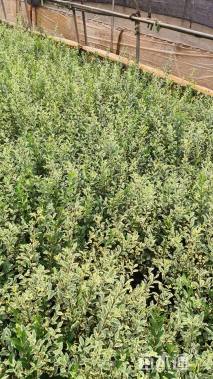 高度30厘米金姬小蜡