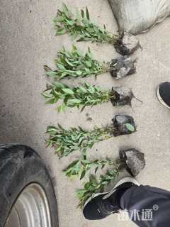 高度40厘米粉花绣线菊