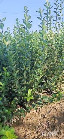 高度50厘米胶东卫矛