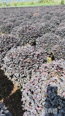 高度80厘米红花继木