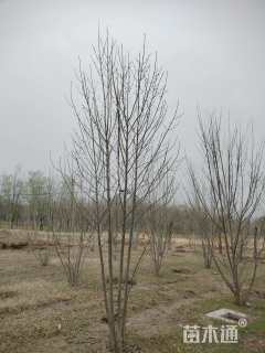 高度4厘米(4杆)丛生白蜡