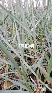 高度20厘米蓝冰麦