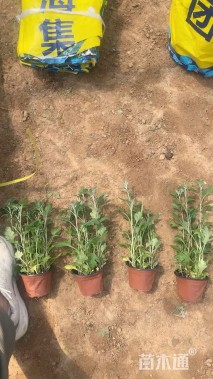 高度30厘米地被菊