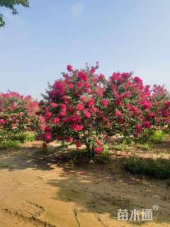 高度350厘米丛生紫薇