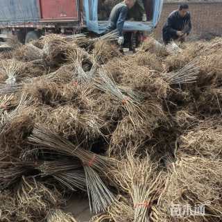 高度30厘米紫穗槐