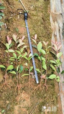 高度95厘米红叶石楠小苗