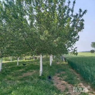 高度200厘米冬红果海棠