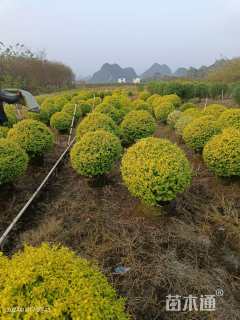 2公分造型亮晶女贞