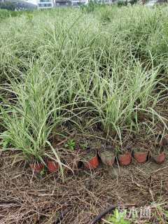 高度40厘米花叶芒