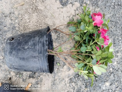 高度15厘米西洋杜鹃