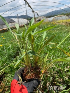 高度20厘米大花金鸡菊