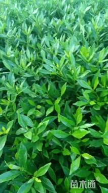 高度20厘米小叶栀子