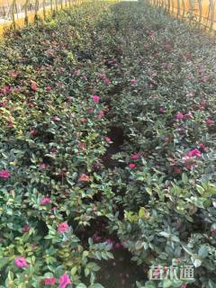 高度35厘米茶梅