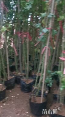 高度50厘米蔷薇