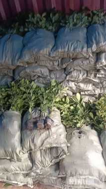 高度40厘米海桐