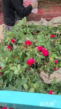 高度40厘米红帽月季