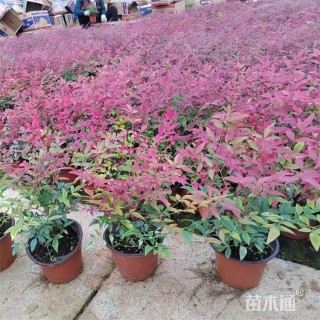 高度24厘米南天竹