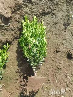 高度60厘米小叶黄杨