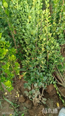 高度150厘米北海道黄杨