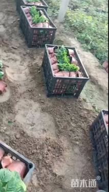 高度10厘米一串红