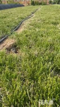 高度25厘米青绿苔草