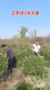 冠幅80厘米瓜子黄杨球