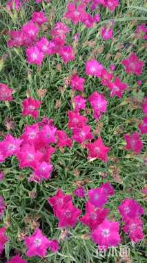 高度13厘米欧石竹