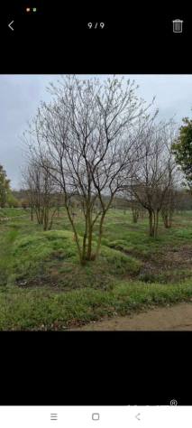 60公分(4杆)丛生乌桕