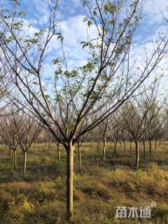 8公分染井吉野樱