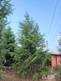 高度600厘米雪松